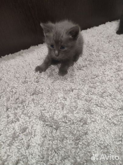 Кошка