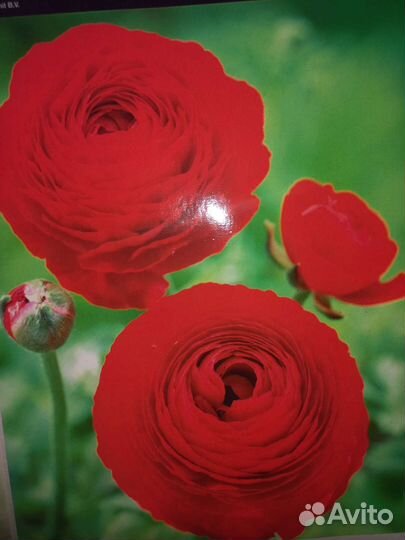 Лютики пионо видные