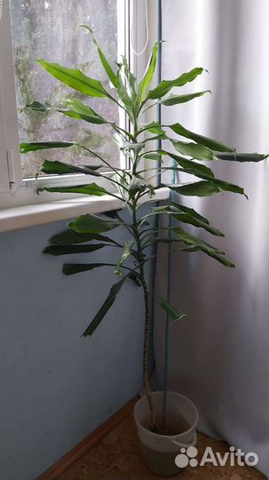 Пальма драцена