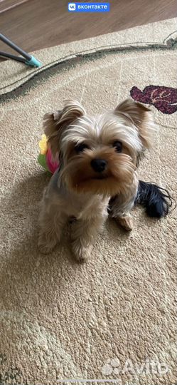 Милый щенок, мальчик