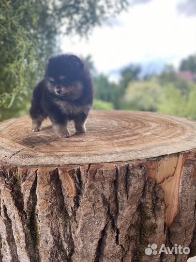 Крошка померанского шпица Ежевичка