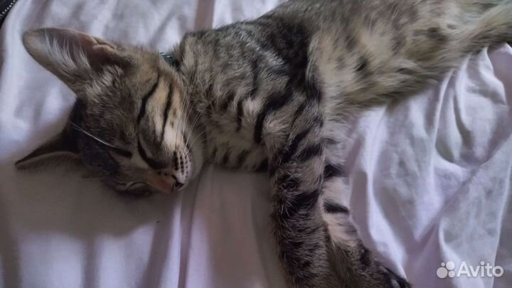 Пацан в добрые руки