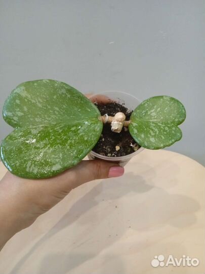 Хойи разные