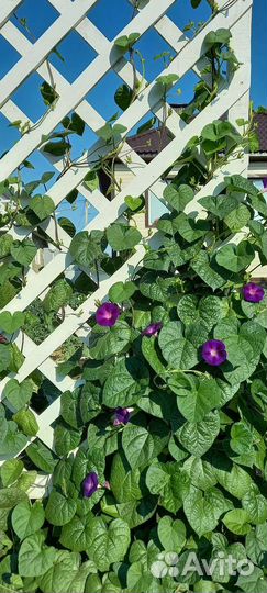 Шпалера садовая