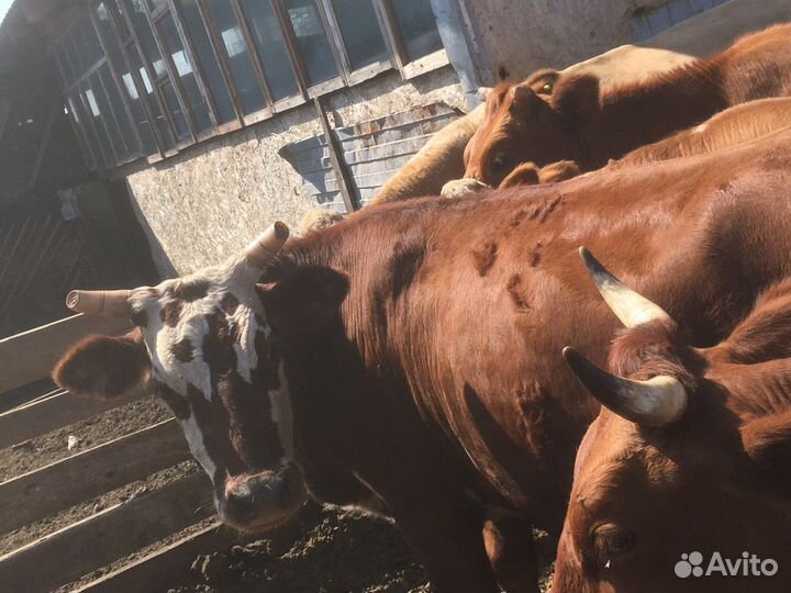 2 Коровы и 2 телки