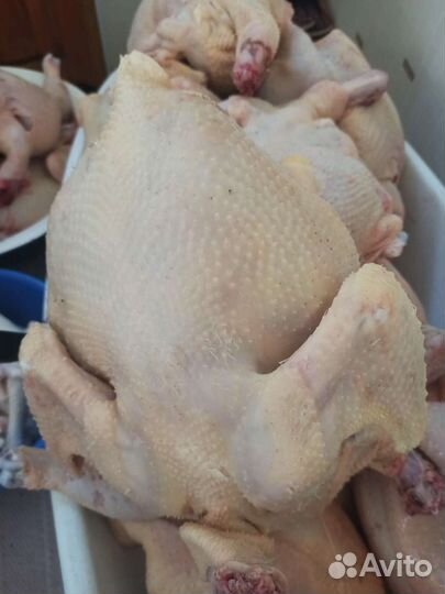 Мясо бройлера домашнего