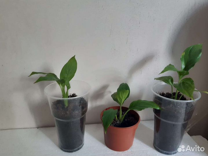 Дендробиум