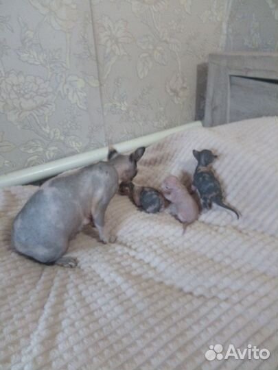 Канадский сфинкс