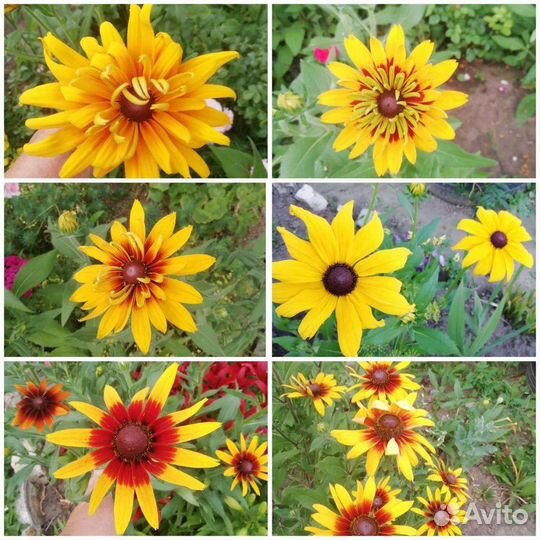 Ирисы, лилии, хосты, вербейник и др. Чёрная малина