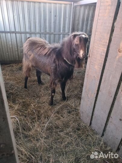 Козел на племя