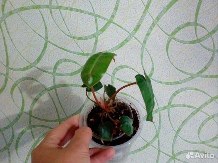 Филодендрон