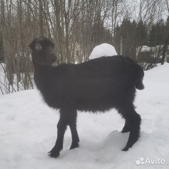 Козлята ламанча
