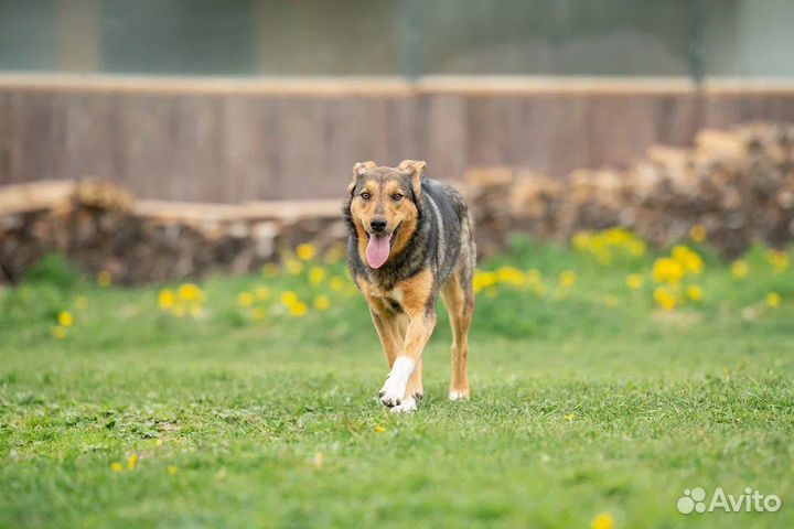 Собака в добрые руки
