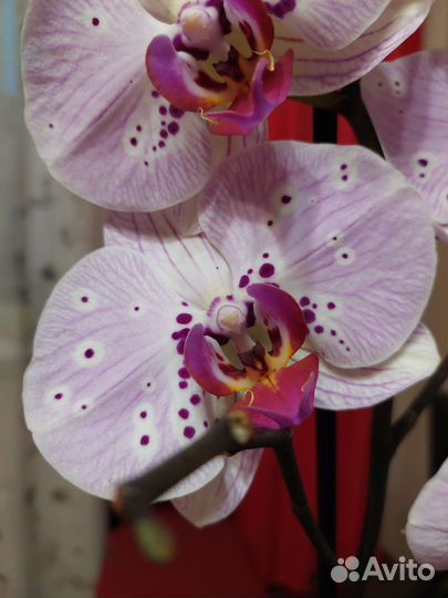 Орхидея фаленопсис
