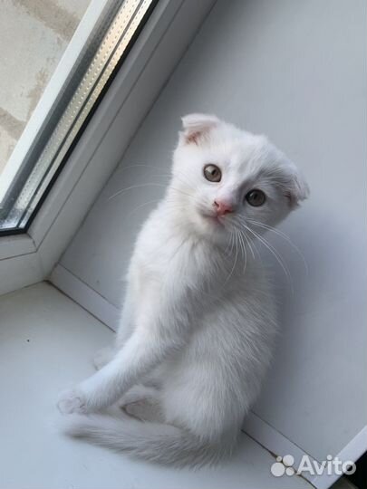 Шотландская вислоухая кошка белая