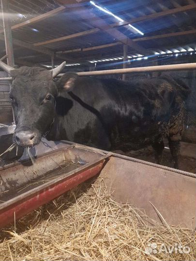 Бычки телки