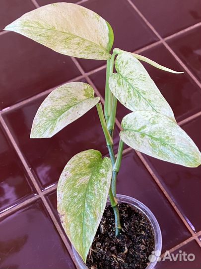 Монстера Adansoni Laniata mint narrow