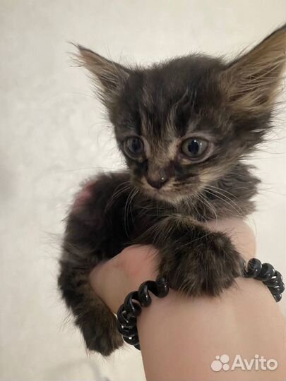 Котенок в добрые руки