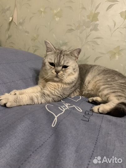 Шатланский кот вязка