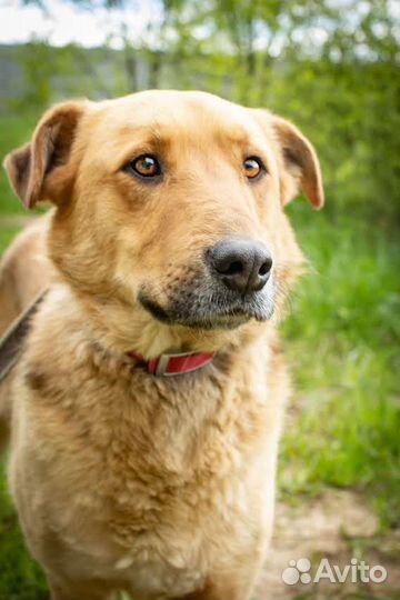 Пес Персик ищет дом. В добрые руки