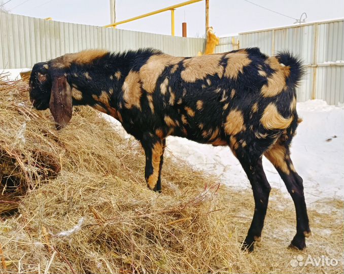 Козел и козочка камори-нубийский