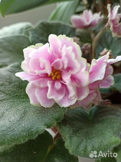 Сортовые фиалки