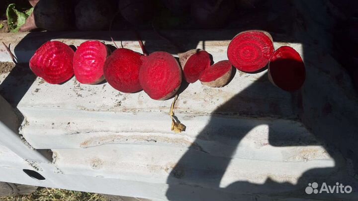 Свекла оптом