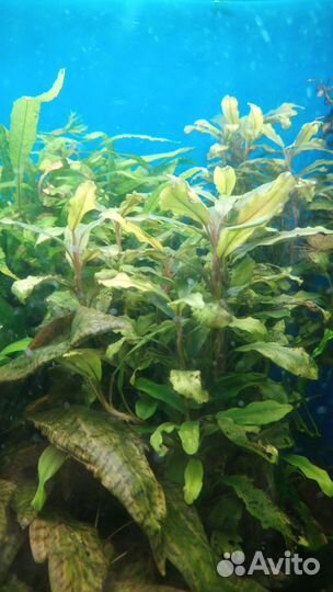 Криптокарина, саггитария, апоногетон живородящий