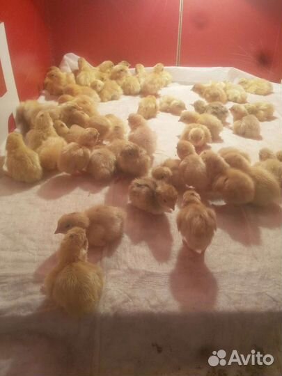 Перепела суточные Техас и Феникс