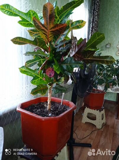 Кодиеум кротон