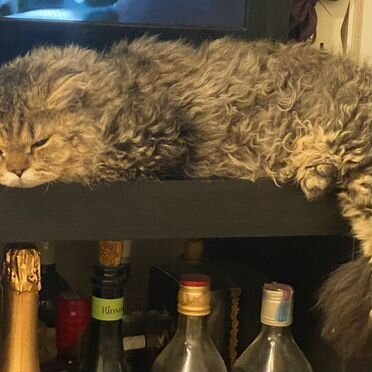 Ламбкин, взрослый кот