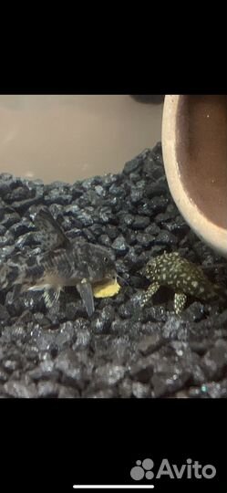 Сомики анциструсы