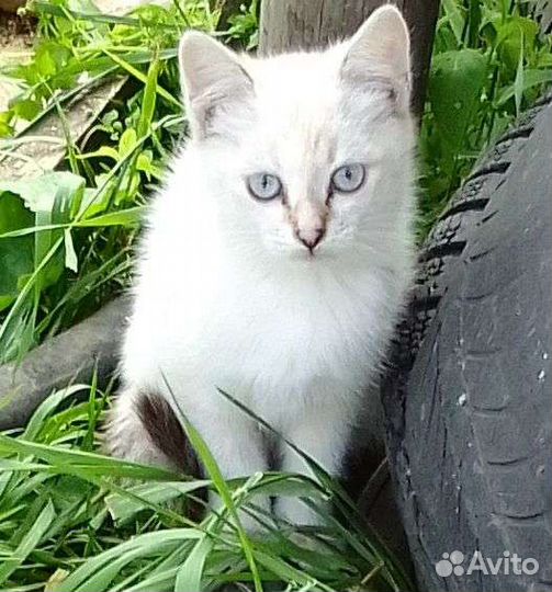 Отдам в хорошие руки