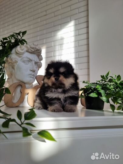 Померанский шпиц супер мини