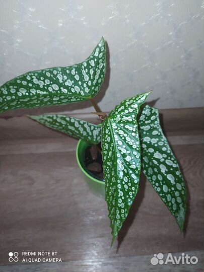 Цветы комнатные