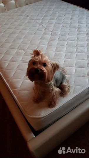 Йоркширский терьер