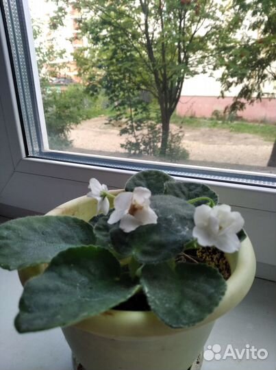 Листки фиалок укоренённые