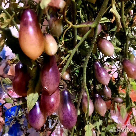 Семена сортовых томатов