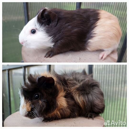 Морские свинки разных окрасов