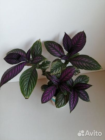 Монстера Эскелето (Monstera Esqueleto) и другие