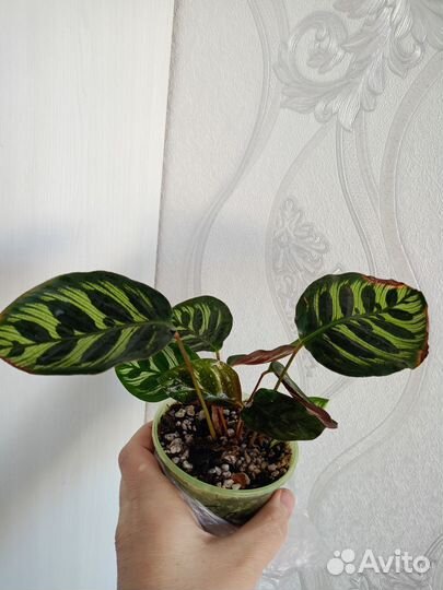 Калатея макоя