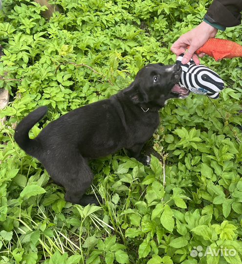 Собака щенок