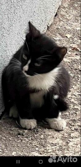 Кошка в дар