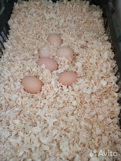 Домашние куриные яйца