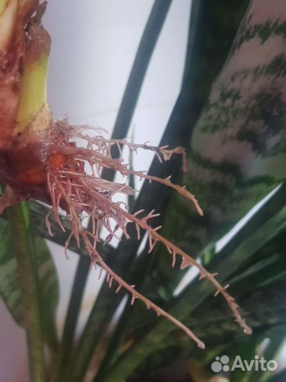 Сансевиерия