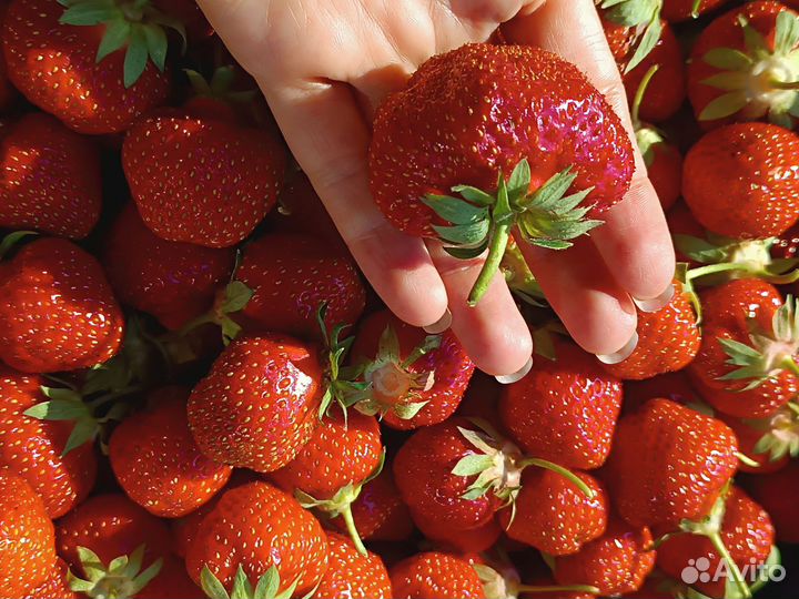 Клубника свежая