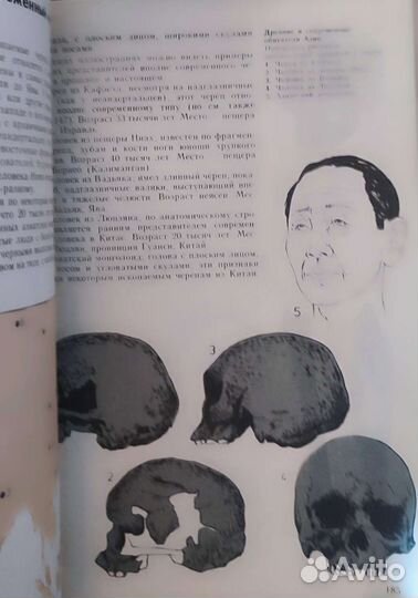 Давид Ламберт Доисторический человек