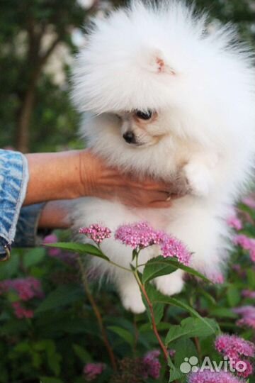 Померанский шпиц, чихуахуа