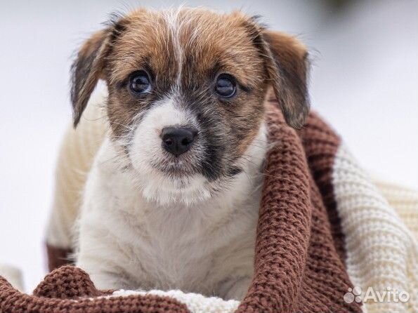 Лучшие От Чемпионов щенки Джек Рассел