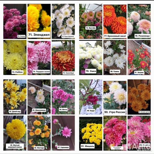 Хризантемы